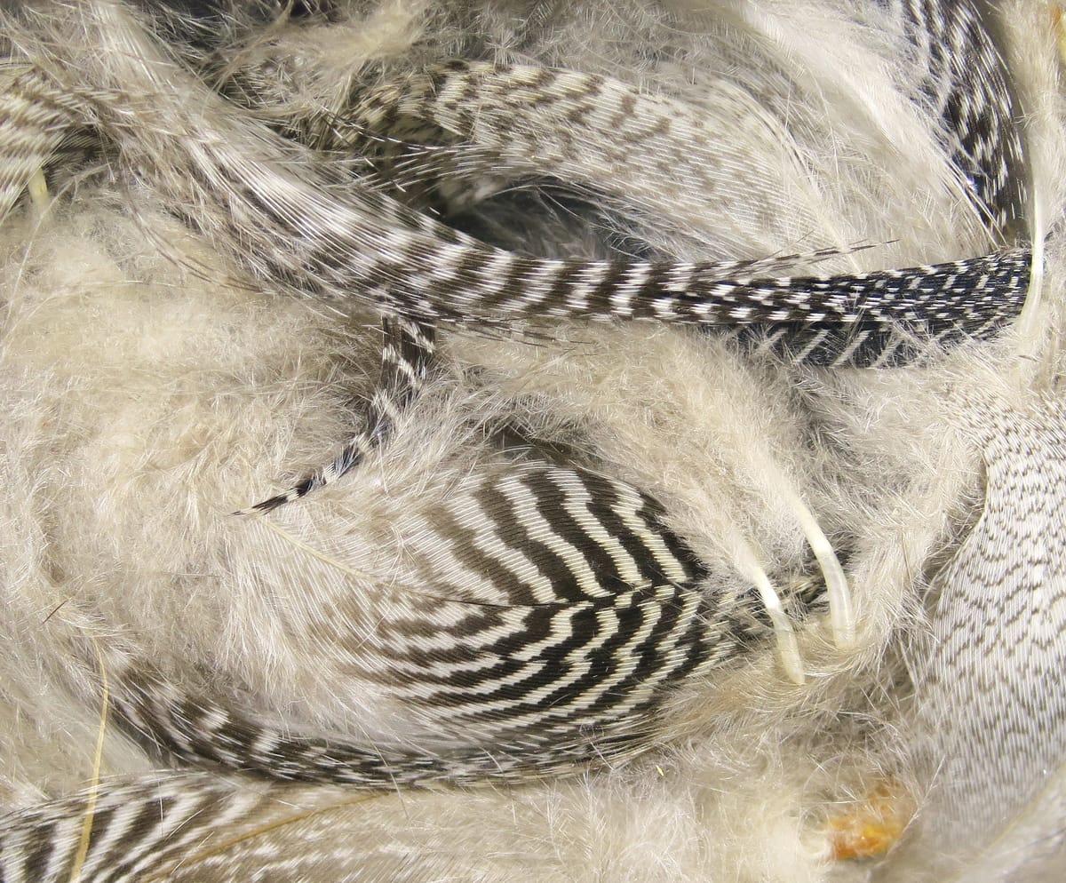 Hareline teal flank feathers gray-black barred feathers with soft fluffy down ideal for fly tying