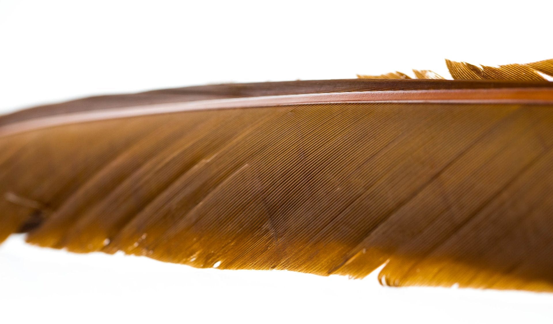 Hareline turkey biot quill in warm brown, glossy narrow feather strip with fine barbs for fly tying