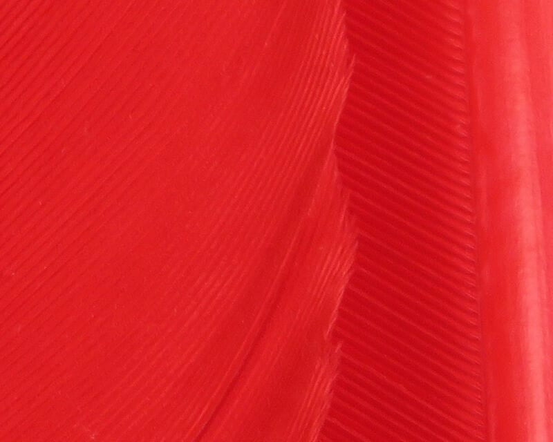 Bright red Hareline turkey biot quills close-up showing thin glossy shafts and fine ribbed filaments for fly tying