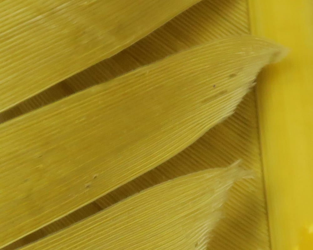 Yellow turkey biot quills with narrow ribbed feather texture, layered elongated strips for fly tying