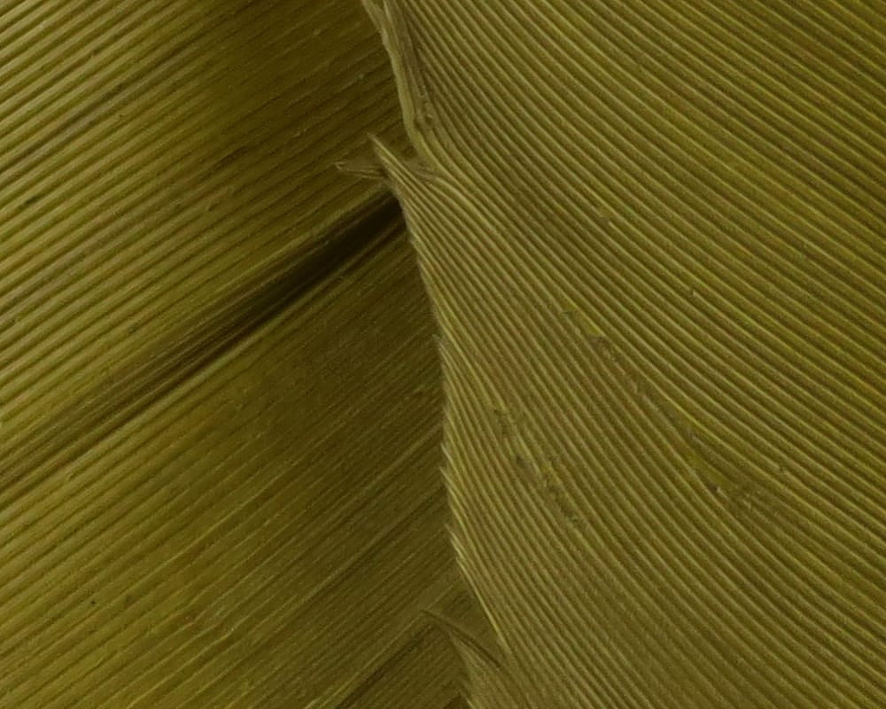 Olive green turkey biot quills with fine ribbed barbs and glossy feather vane, ideal for fly tying