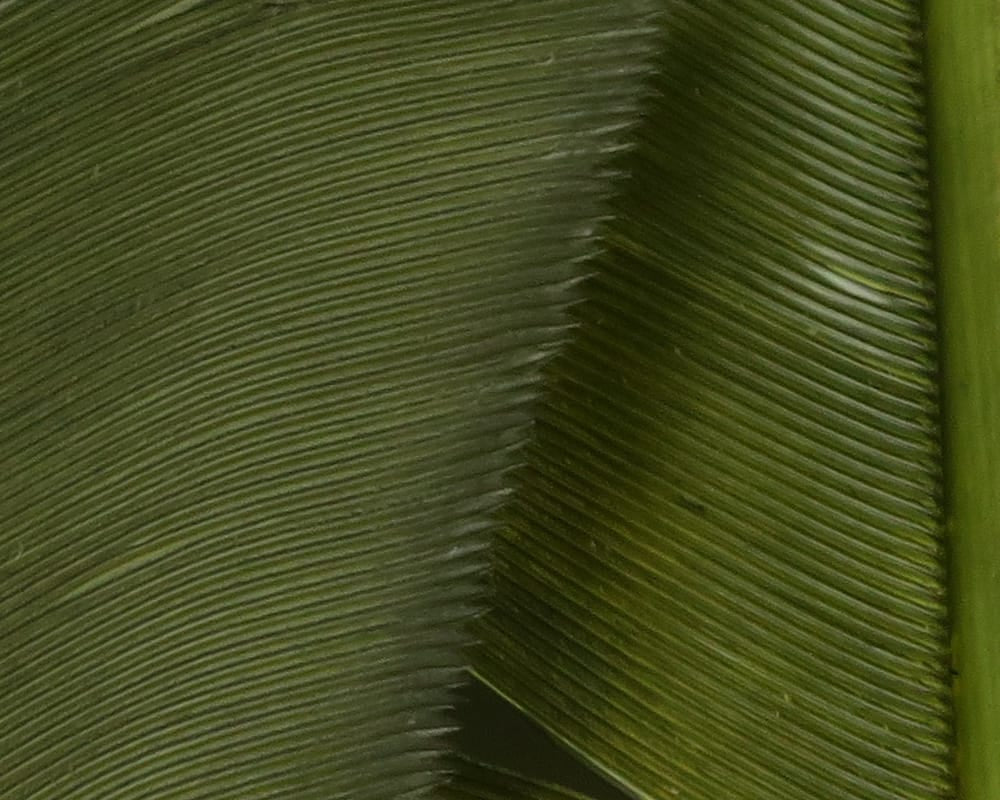 Close-up olive green turkey biot quills with fine ribbed feather texture, glossy flexible feathers for fly tying