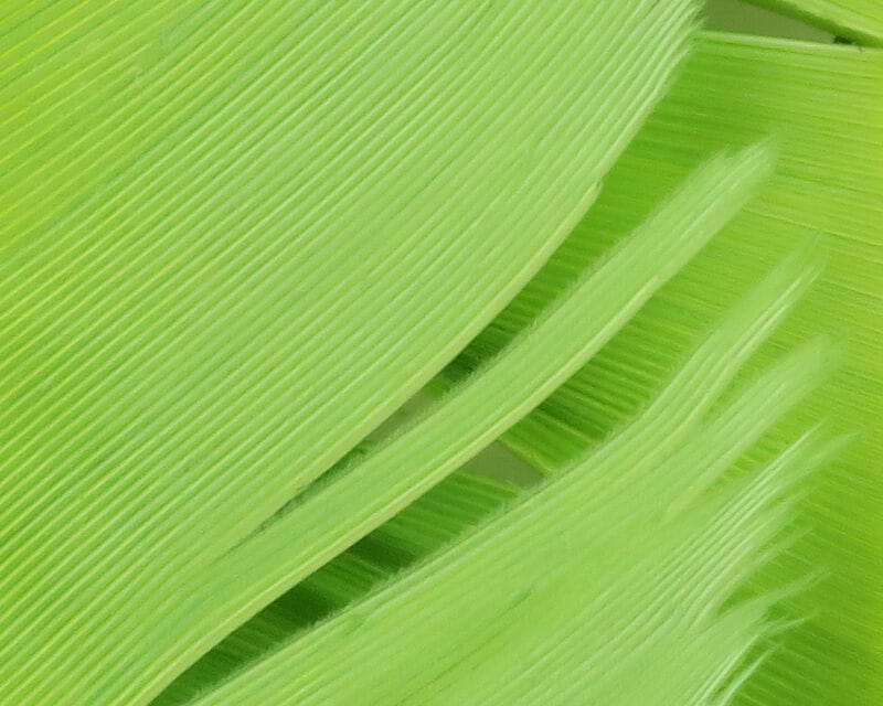 Chartreuse turkey biot quills with fine ribbed quill shafts and wispy barbs, for fly tying