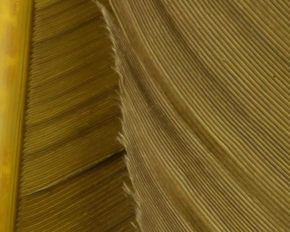 Hareline turkey biot quills close-up: tan-brown ribbed feathers with glossy curved quills for fly tying