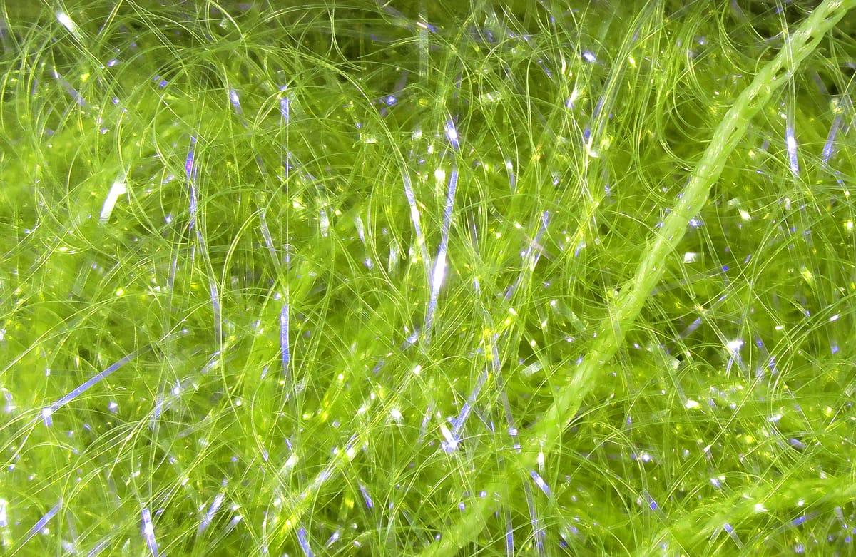 Chartreuse green UV Polar chenille with iridescent sparkly fibers, fluffy synthetic material for fly tying