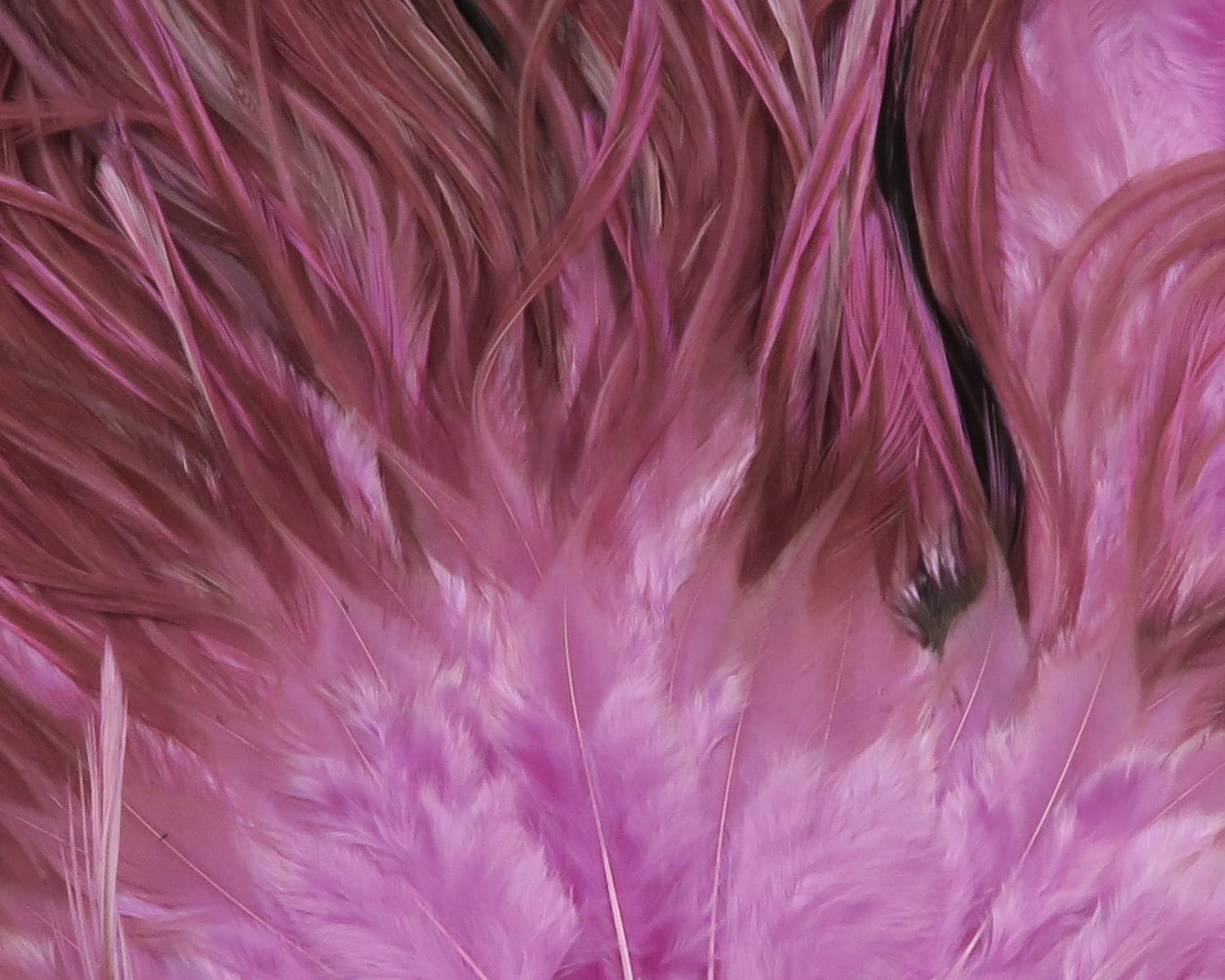 Bright magenta-pink Hareline UV2 flat wing saddle feathers, glossy long hackle tips and soft downy bases for fly tying