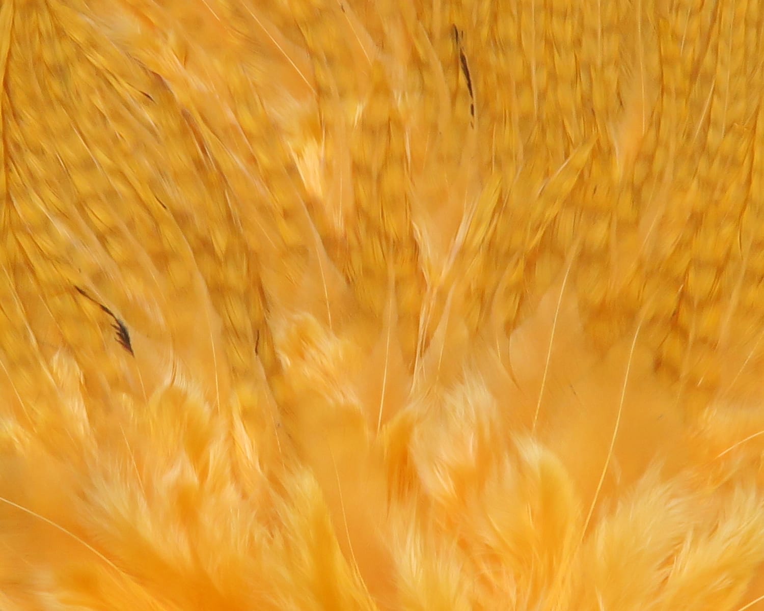 Bright orange Hareline UV2 flat wing feathers, close-up showing soft bases and long stiff barbed tips for fly tying