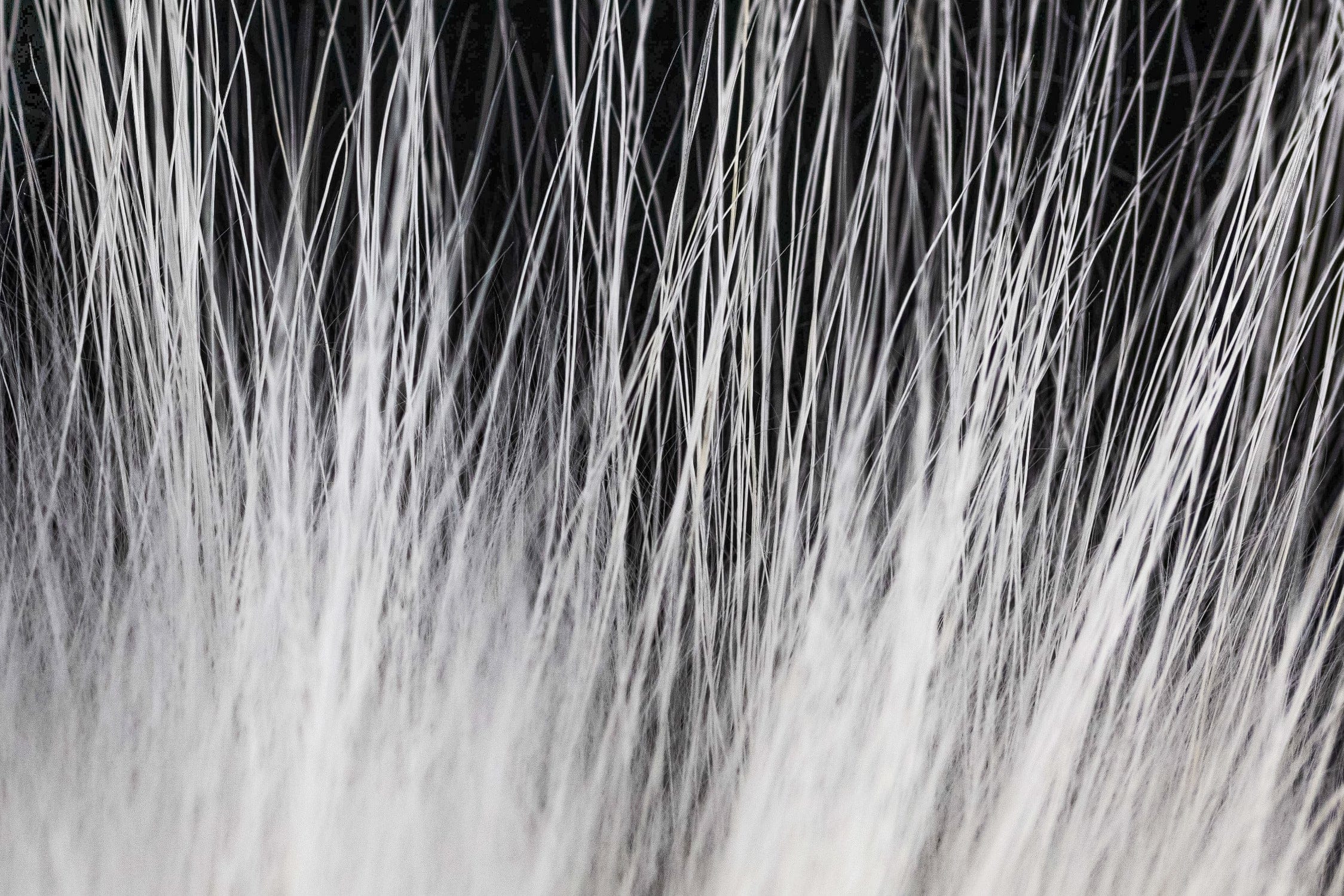 Hareline White Finnish Raccoon Fur Piece