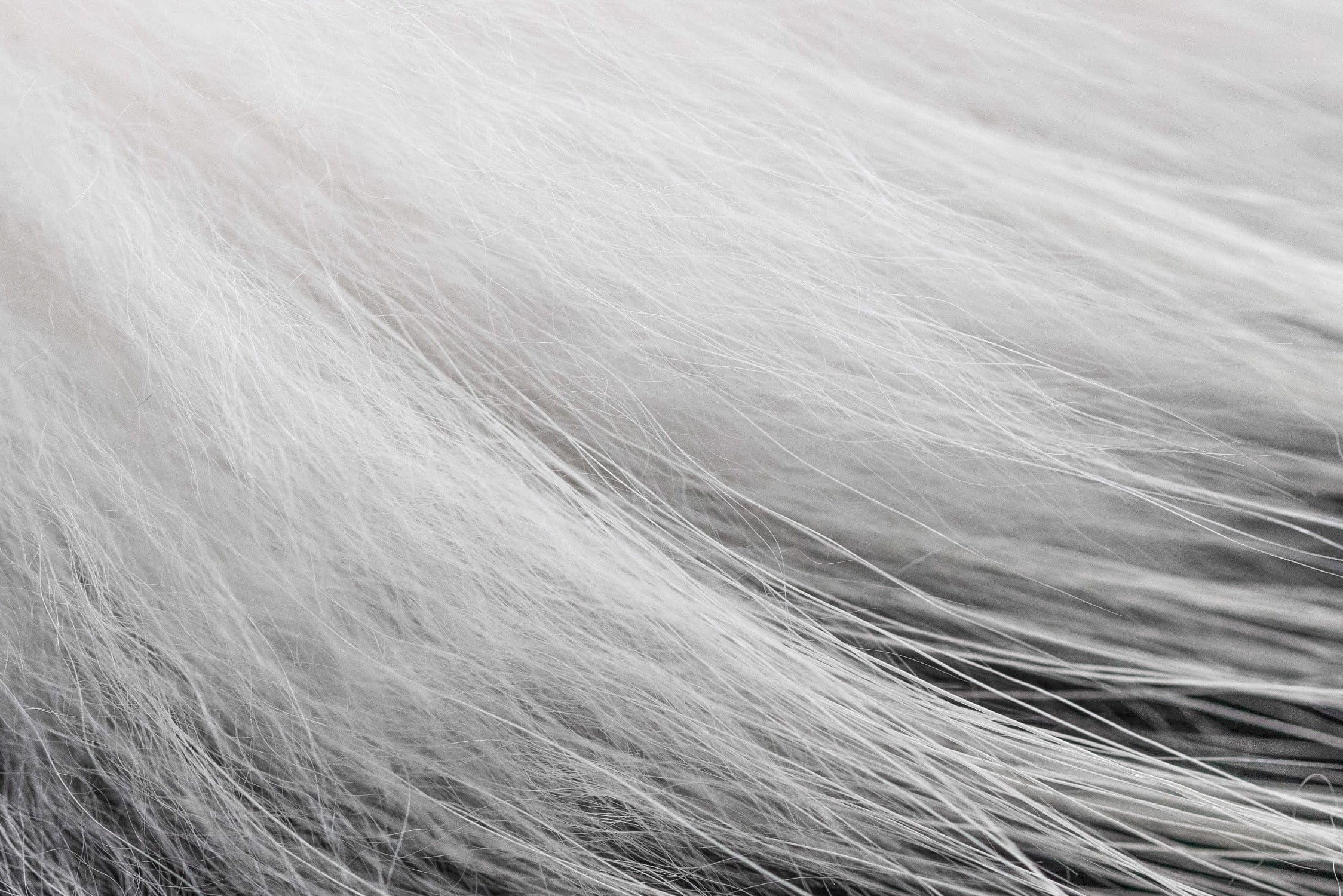 Hareline White Finnish Raccoon Fur Piece