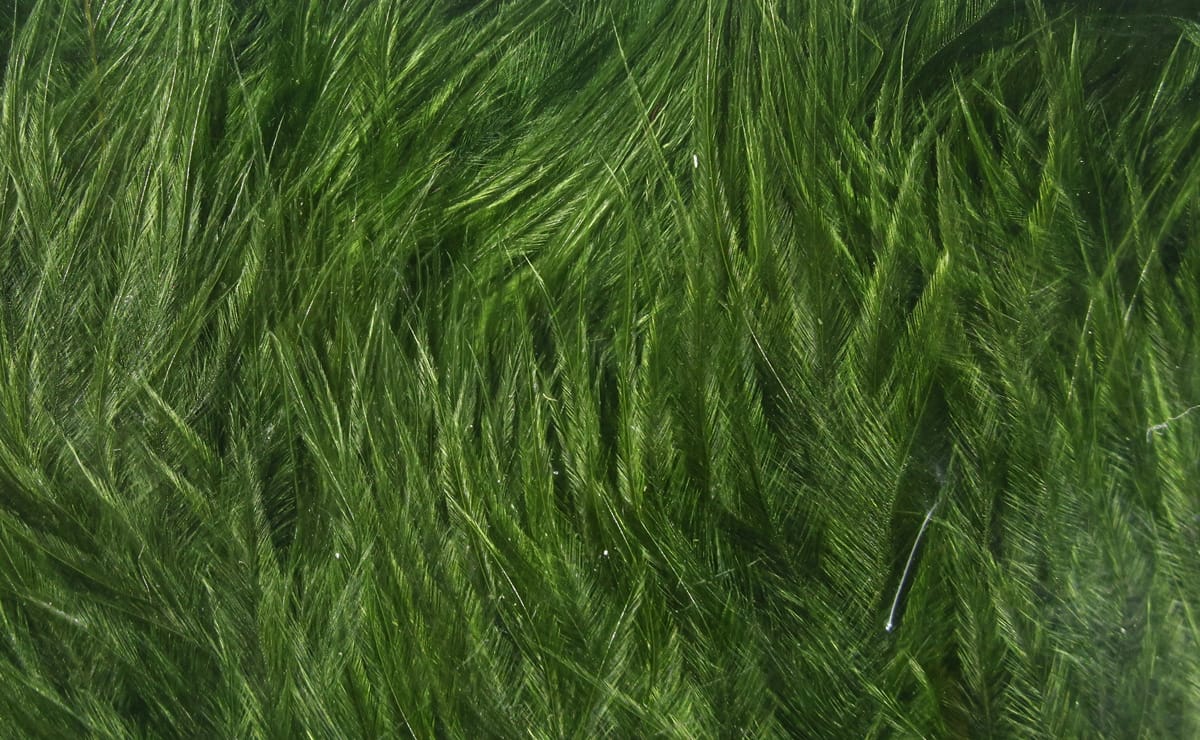 Hareline Woolly Bugger marabou feathers in olive green, soft silky plumes with long wispy barbs for fly tying