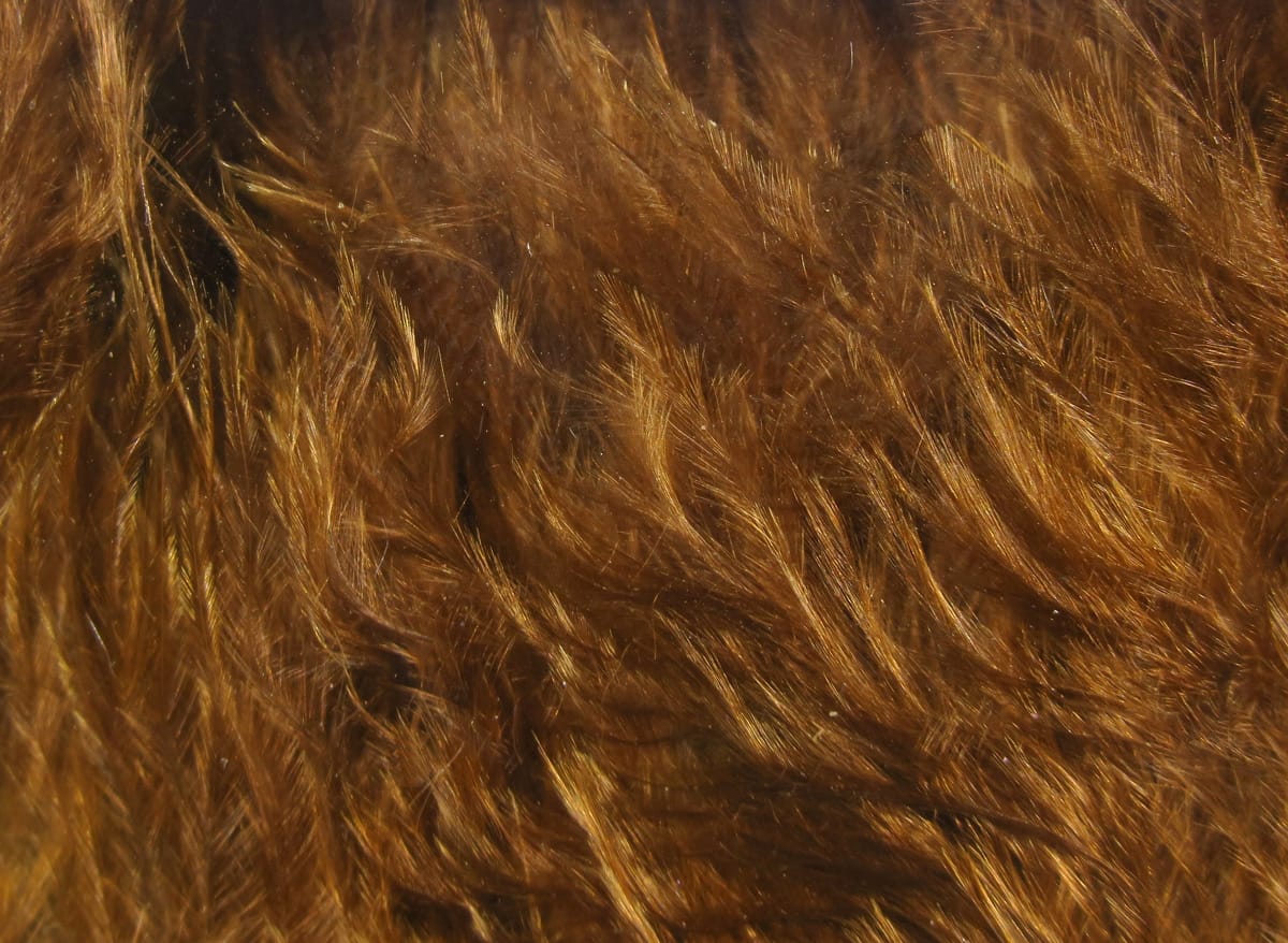 Hareline Woolly Bugger marabou feathers, close-up soft glossy golden-brown plumes for fly tying