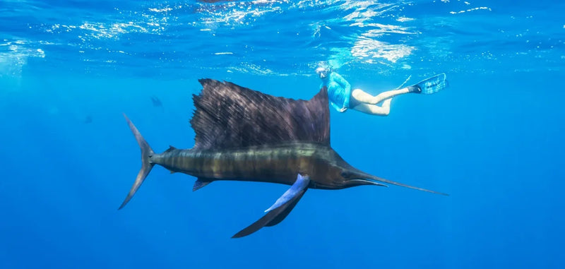 Billfish