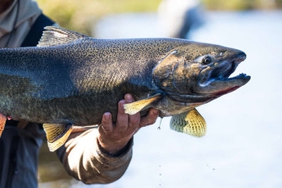 King Salmon (Chinook)