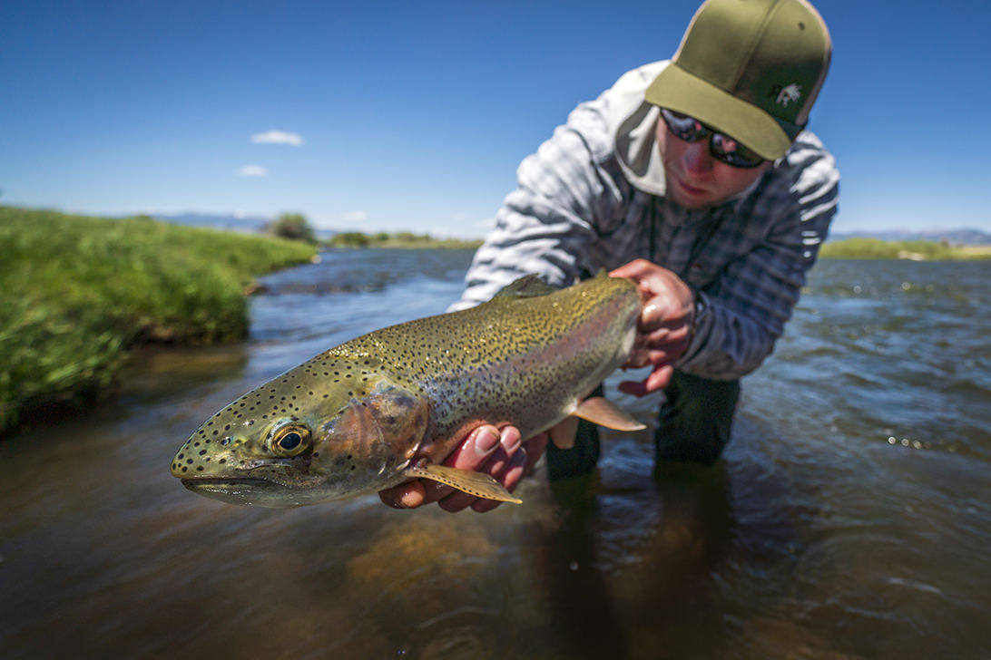 Fly fisherman holding brown trout in clear stream with green banks under blue sky