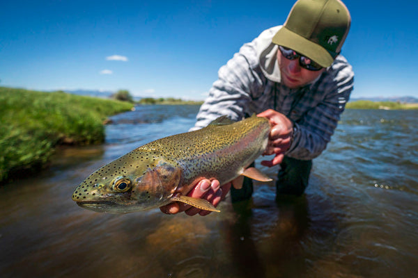 Fly fisherman holding brown trout in clear stream with green banks under blue sky