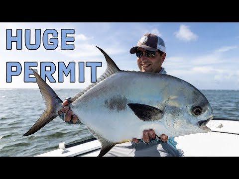 Product video from Trident Fly Fishing