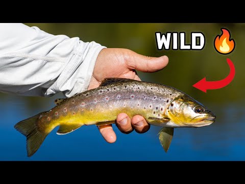 Product video from Trident Fly Fishing