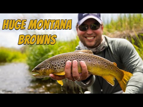 Montana Browns Are Overrated? We Can't Stop Catching Them video by Trident Fly Fishing