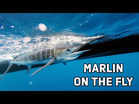 Product video from Trident Fly Fishing