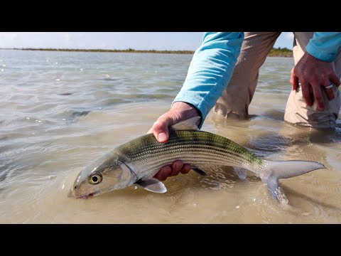 Product video from Trident Fly Fishing