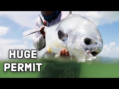 Product video from Trident Fly Fishing