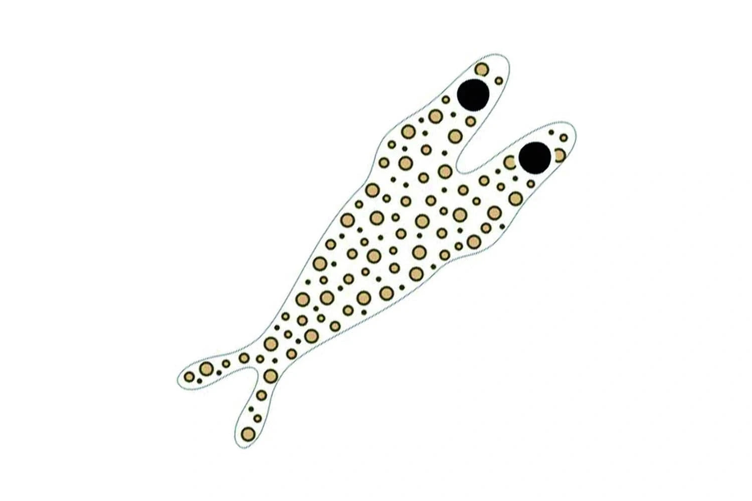 Pro Sportfisher Compact Shrimp Shell Skeletor