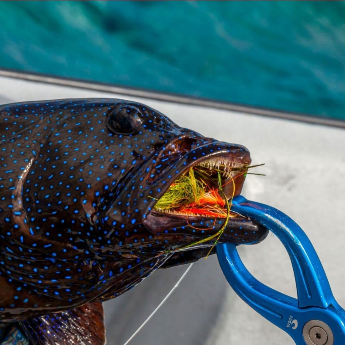 Blue anodized aluminum Rising Lippa4Life fish lip grip holding a spotted black grouper with bright blue spots and a fly in