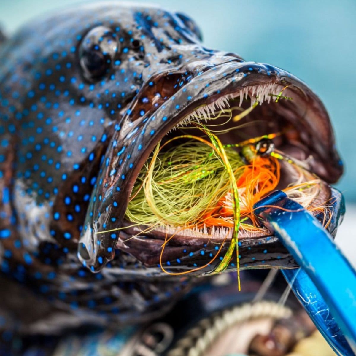 Blue aluminum fly tying lippa forceps gripping colorful fly materials in the open mouth of a blue-spotted fish