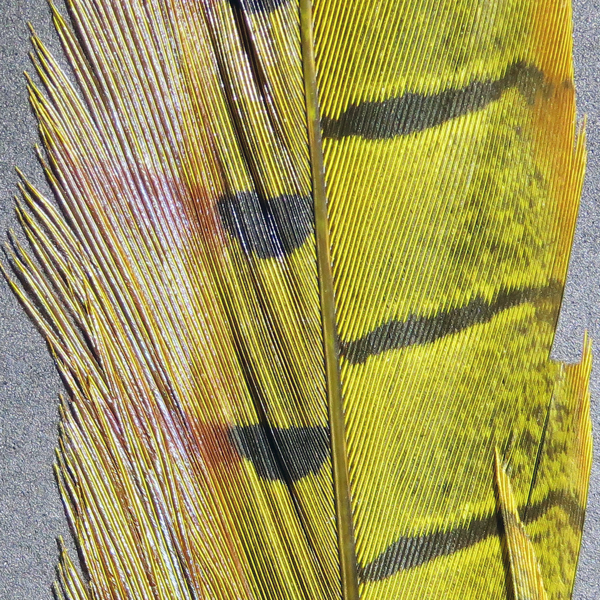 Hareline Ringneck Pheasant Tail Feathers
