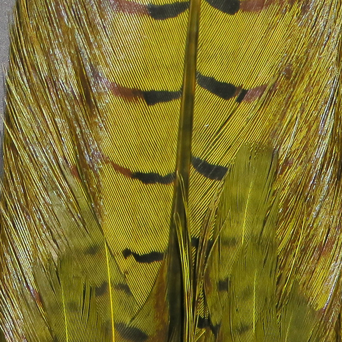 Hareline Dyed Ringneck Pheasant Tail Clump