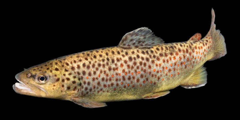 Sea Trout