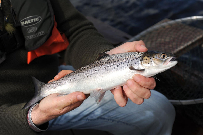 Sea Trout