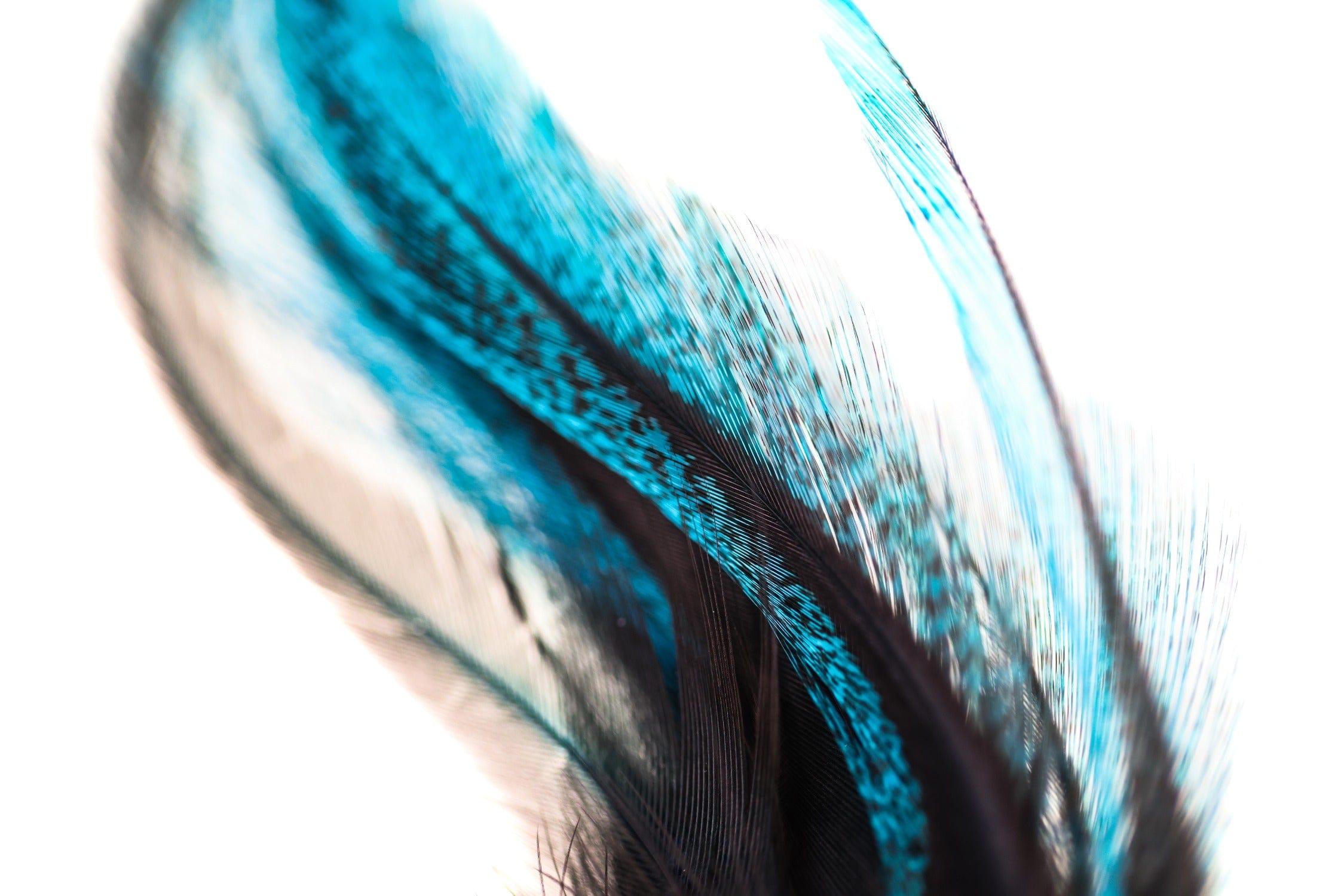 Spirit River UV2 Coq De Leon Predigon Fire Tail Feathers