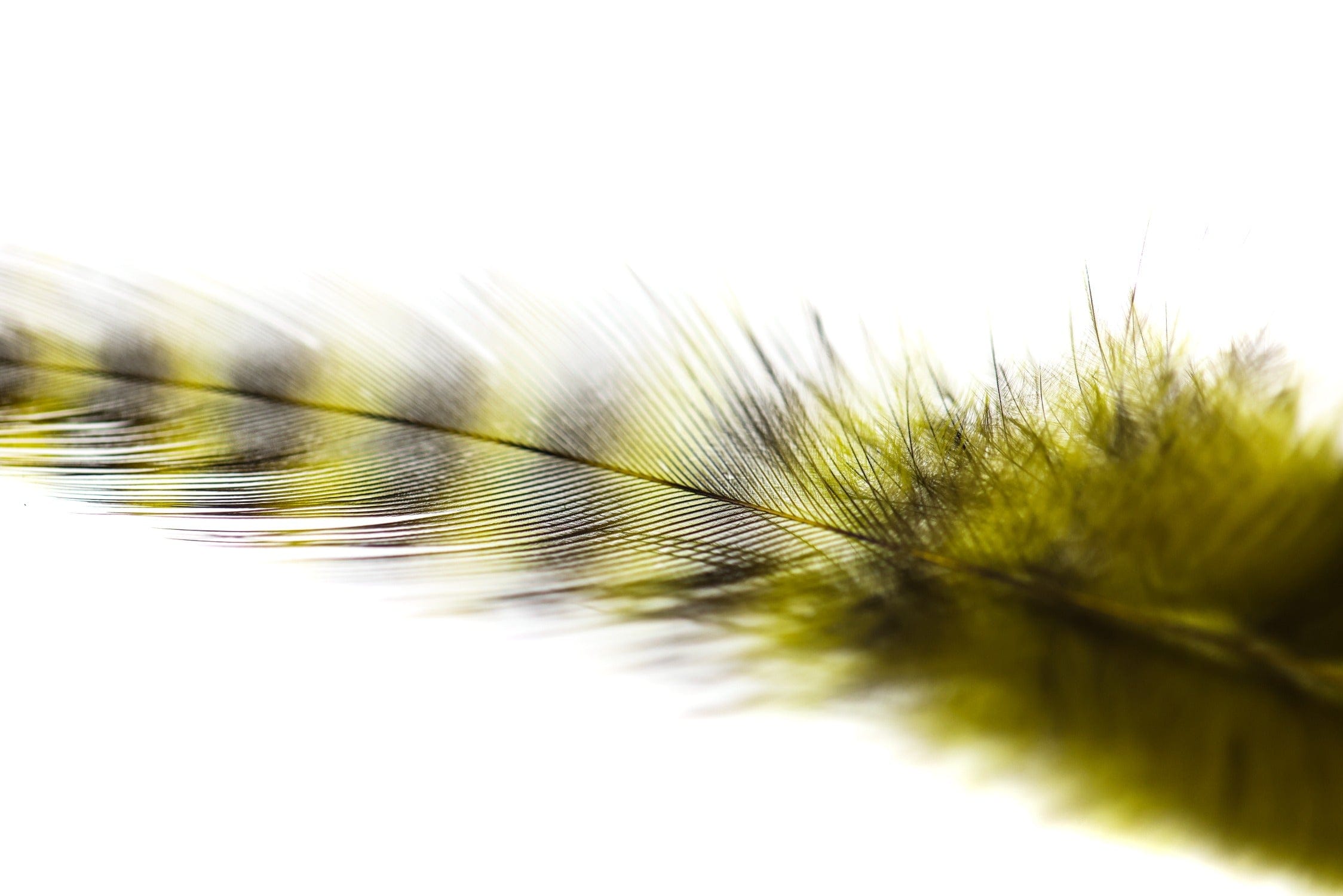Spirit River UV2 Grizzly Soft Hackle