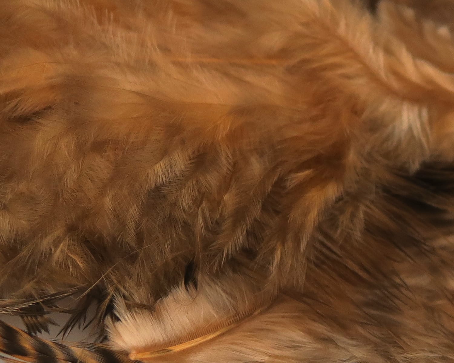 Spirit River UV2 Grizzly Soft Hackle