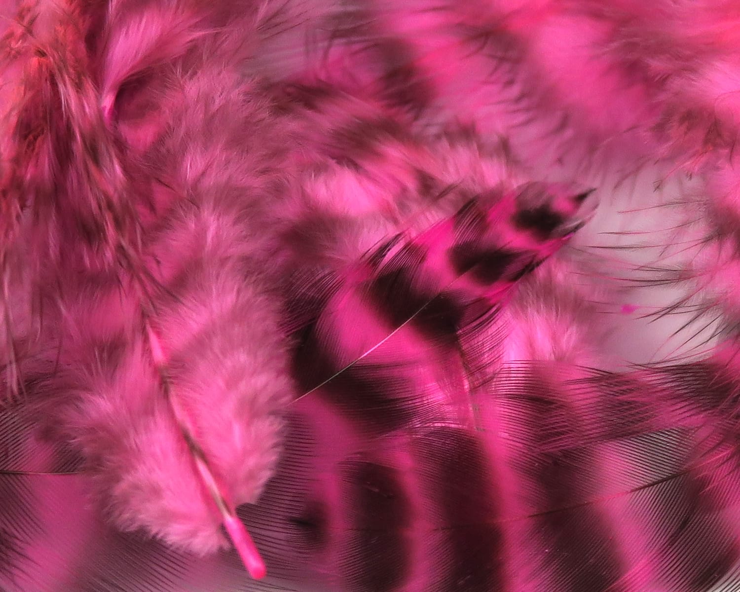 Spirit River UV2 Grizzly Soft Hackle