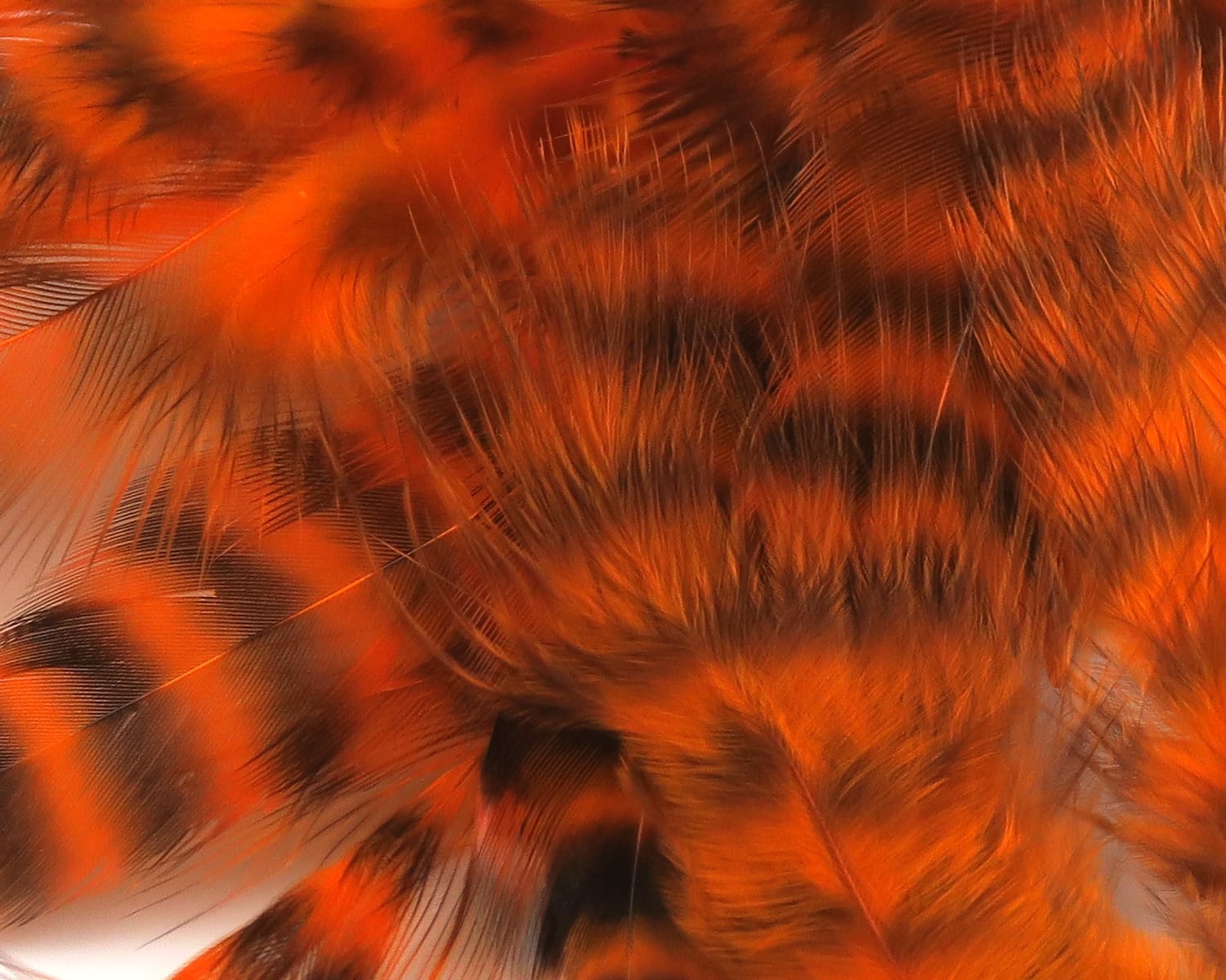Spirit River UV2 Grizzly Soft Hackle