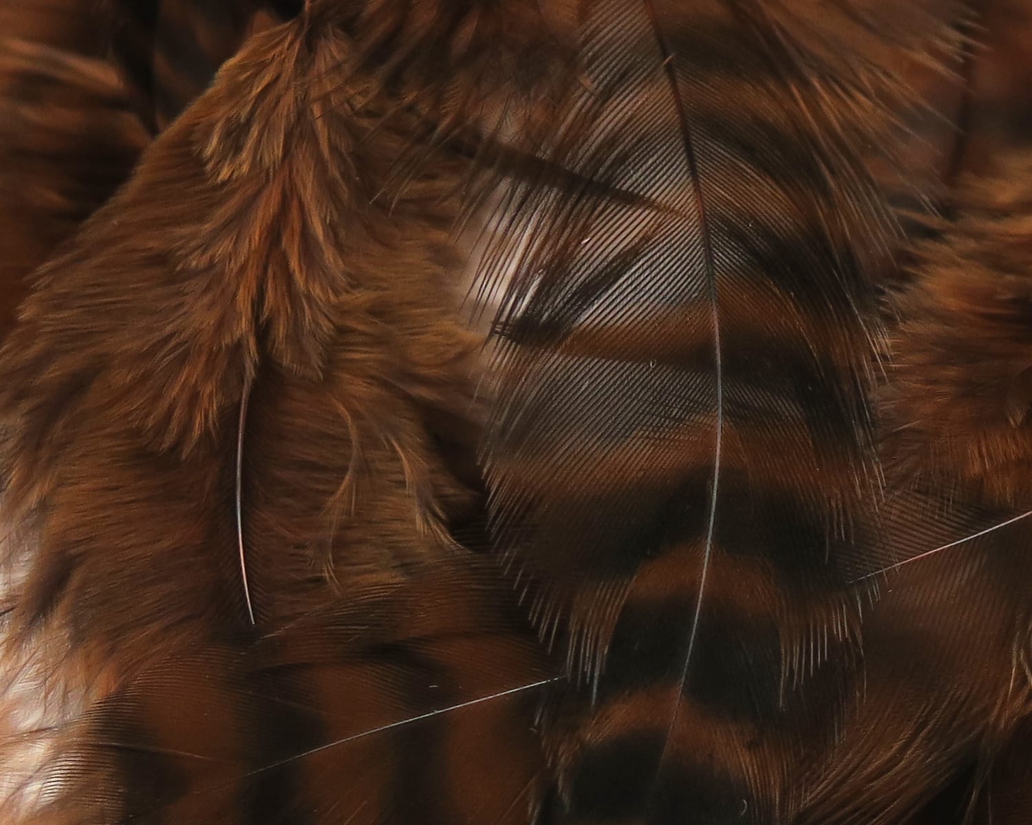Spirit River UV2 Grizzly Soft Hackle