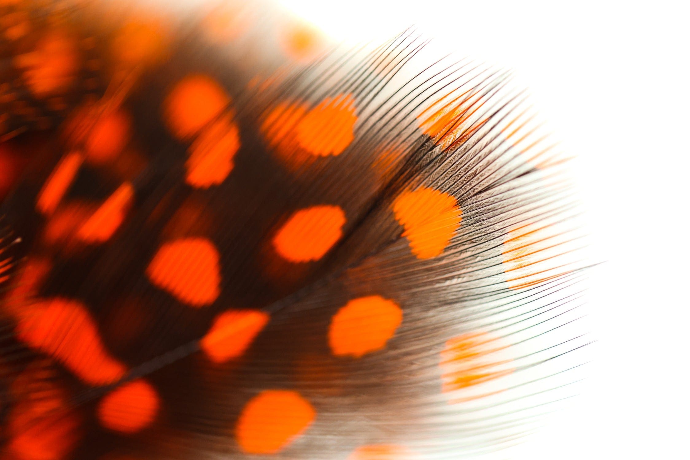 Spirit River UV2 Large Eyed Guinea Feathers