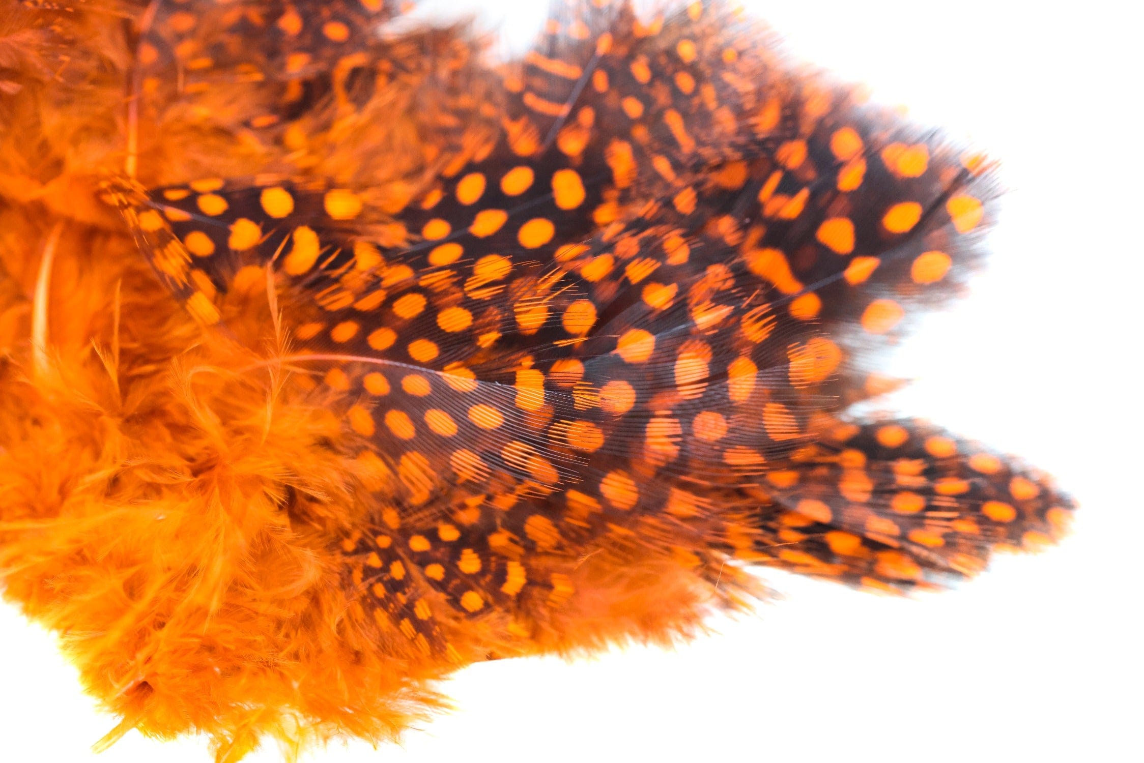 Spirit River UV2 Large Eyed Guinea Feathers