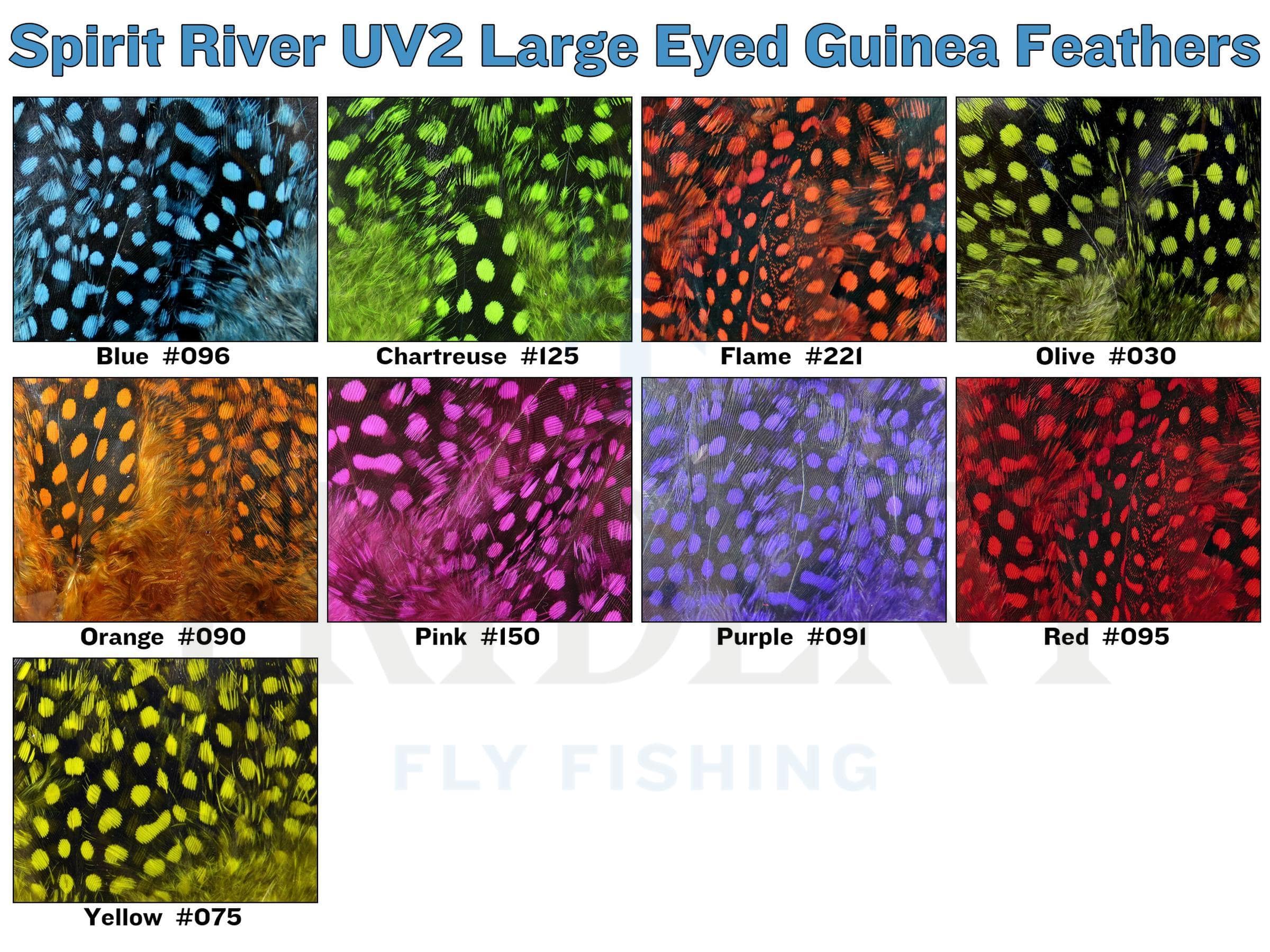 Spirit River UV2 Large Eyed Guinea Feathers