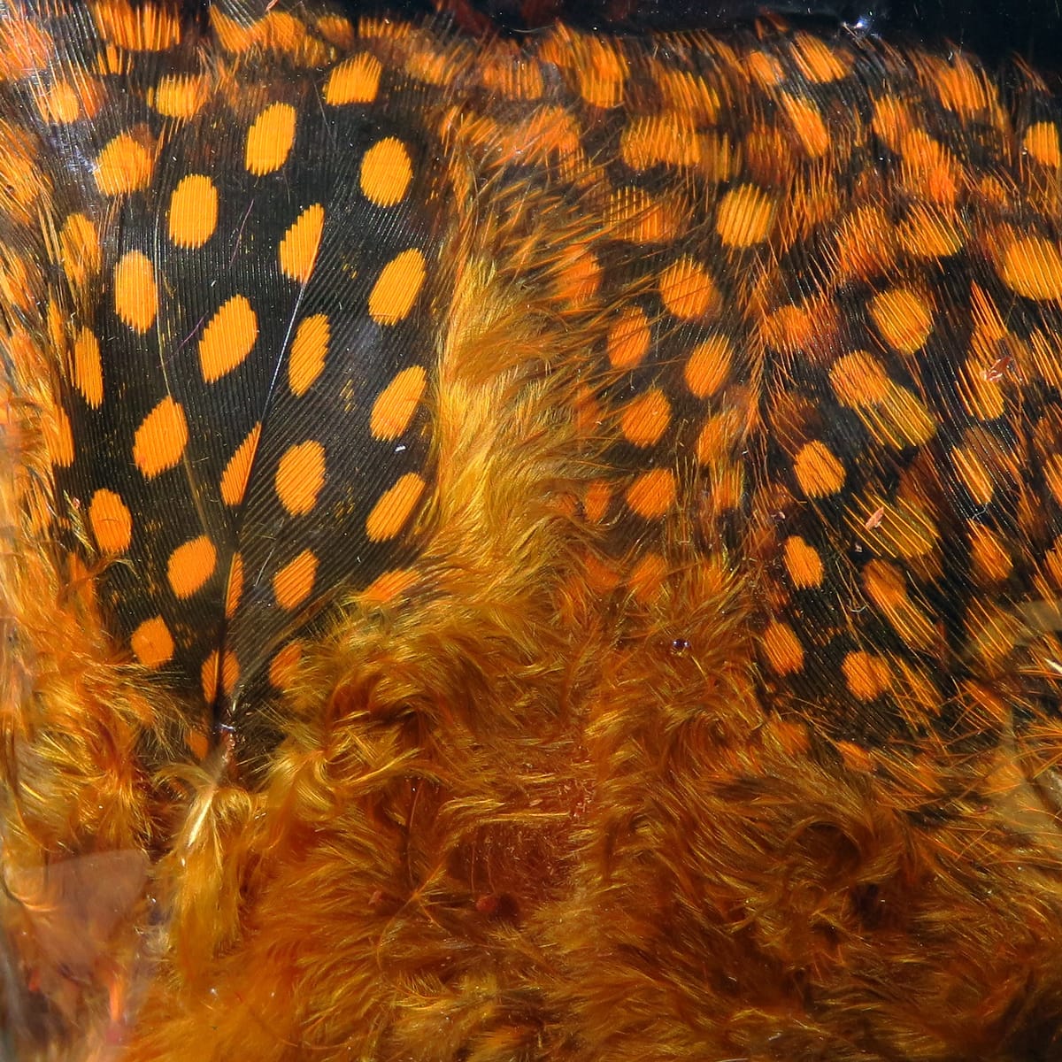 Spirit River UV2 Large Eyed Guinea Feathers
