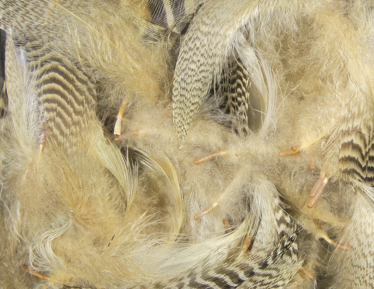 Spirit River UV2 Mallard Flank
