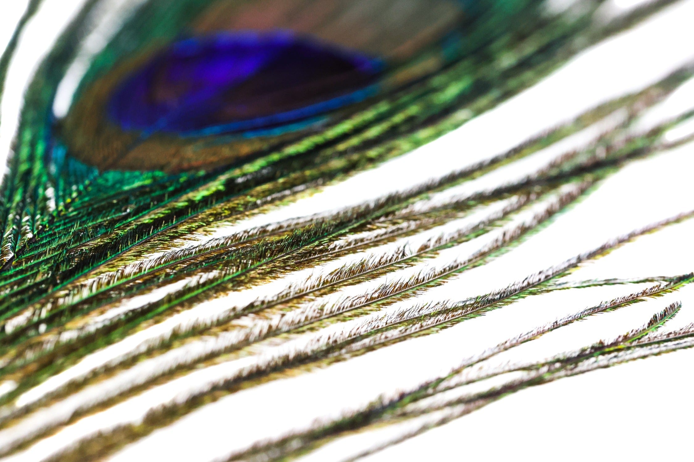 Spirit River Uv2 Peacock Eyed Sticks