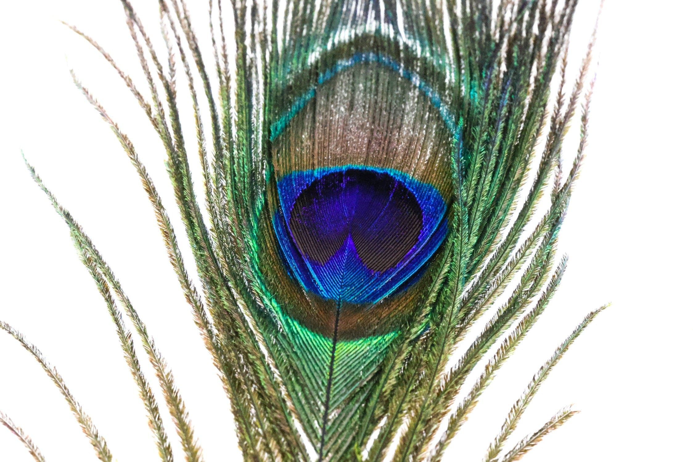 Spirit River Uv2 Peacock Eyed Sticks