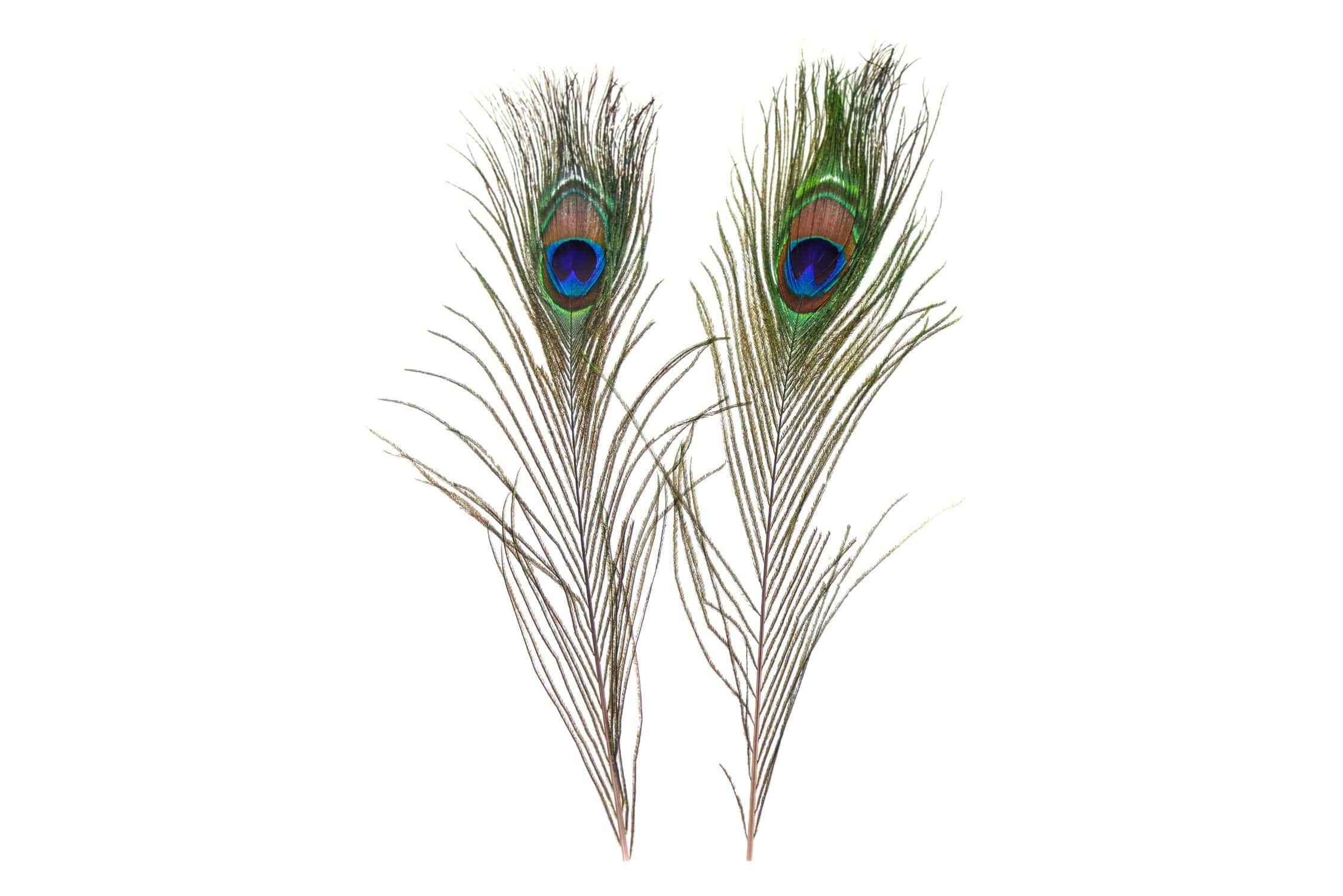 Spirit River Uv2 Peacock Eyed Sticks