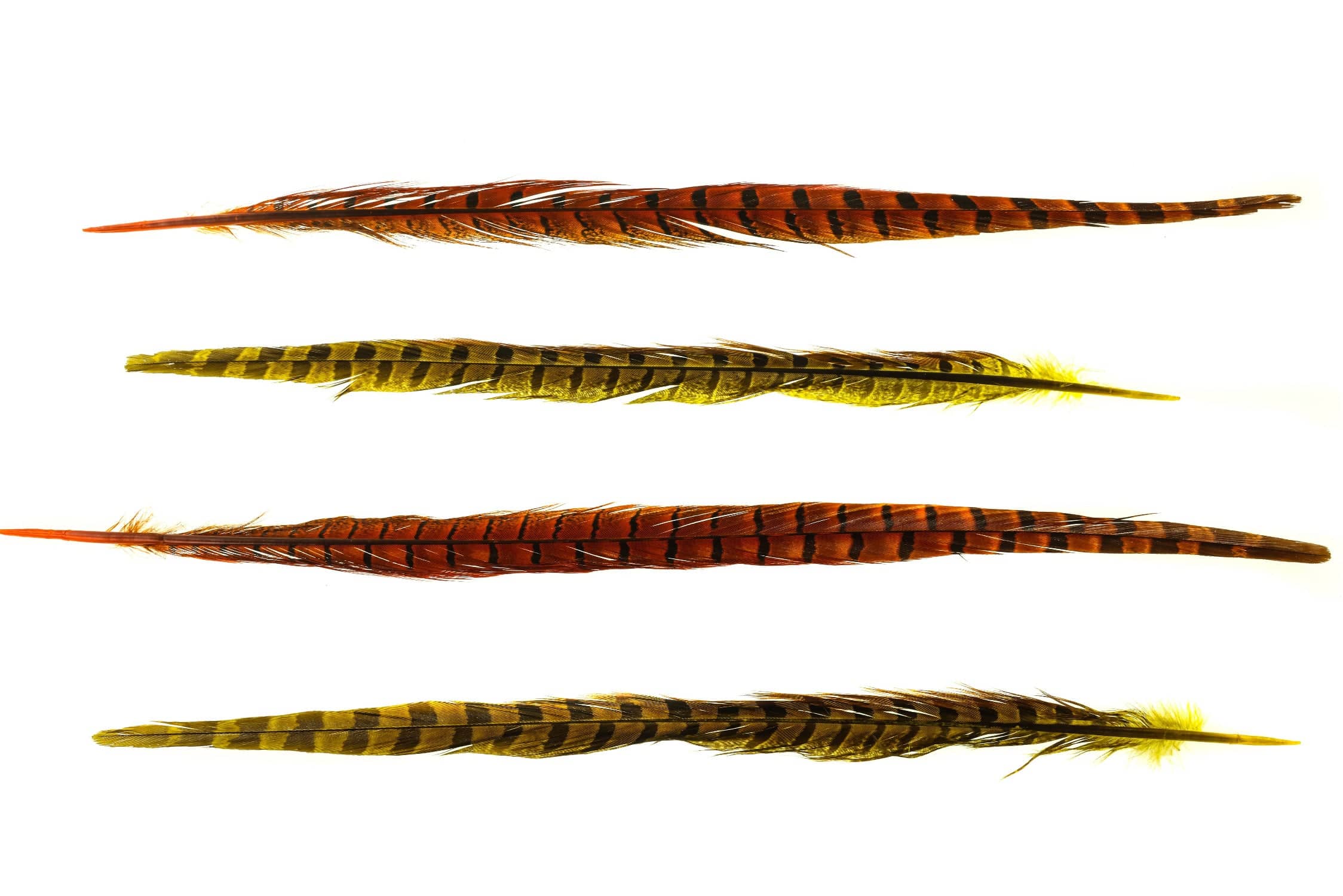 Spirit River UV2 Ringneck Pheasant Tail