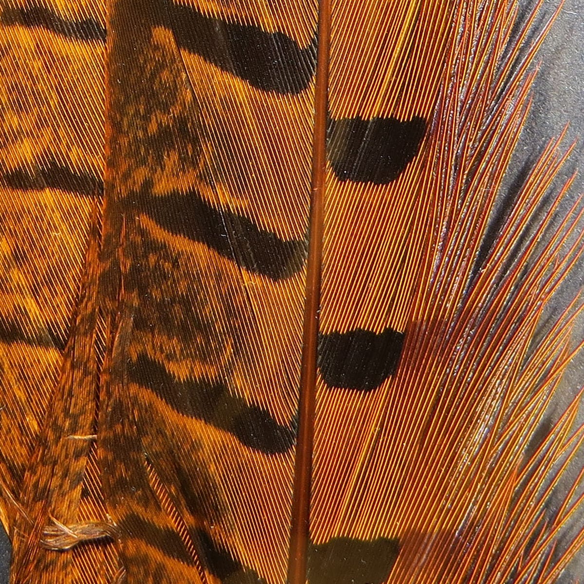 Spirit River UV2 Ringneck Pheasant Tail