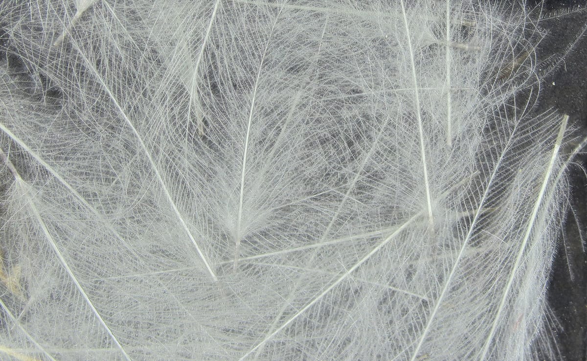 Spirit River UV2 Select CDC Feathers