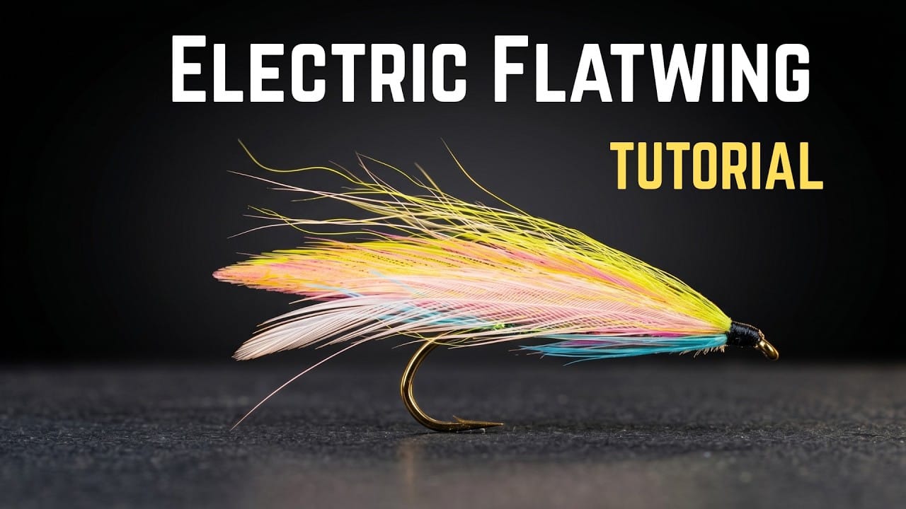 Colorful chicken flatwing fly with layered yellow, pink and turquoise feather wing, gold hook, black head, for fly tying